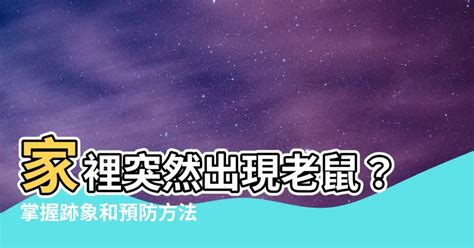 家裡突然有老鼠|家裡有老鼠不用怕!3步驟讓老鼠遠離你家